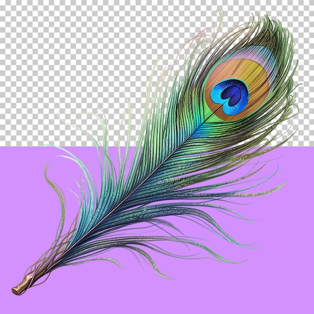 PSD a peacock feather isolated object transparent background