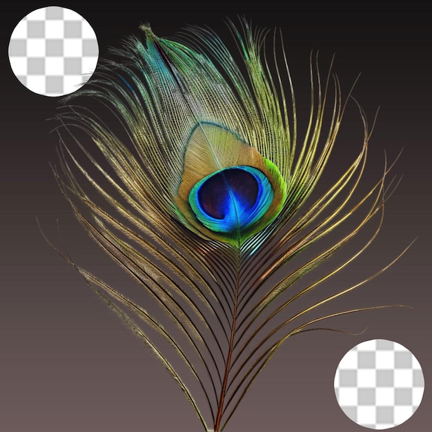 PSD peacock feather on transparent background