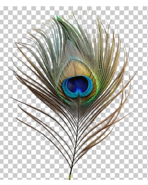 PSD peacock feathers png