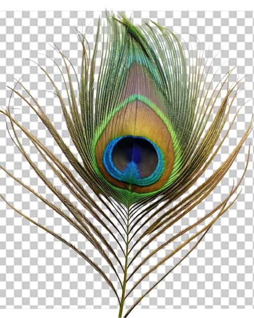 PSD peacock feathers png