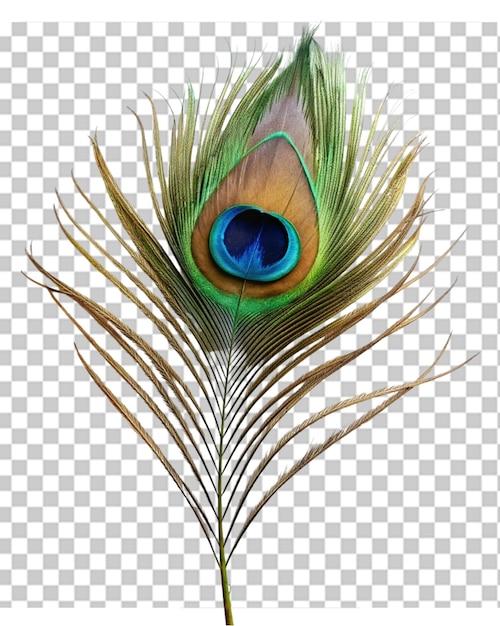 PSD peacock feathers png