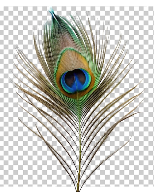 Peacock feathers png