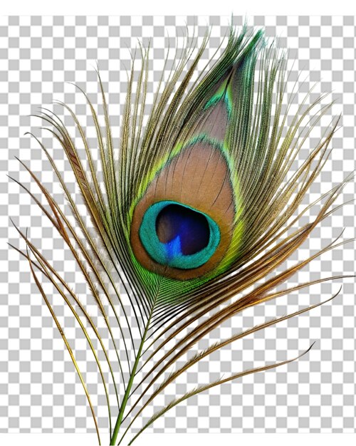 PSD peacock feathers png