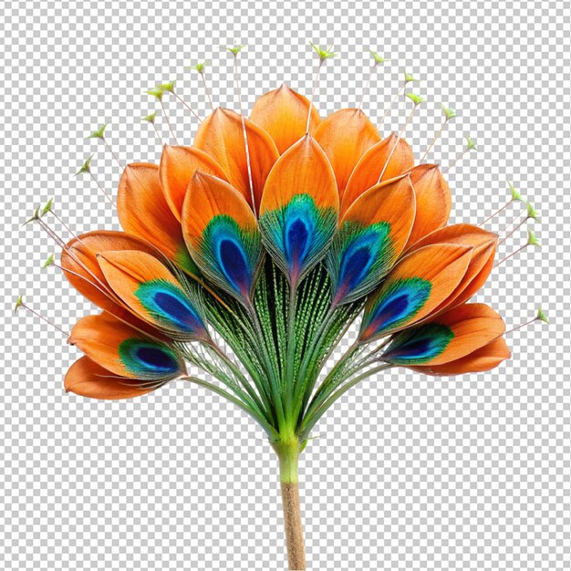 Peacock flower on transparent background