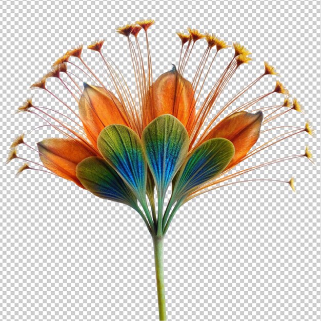 PSD peacock flower on transparent background