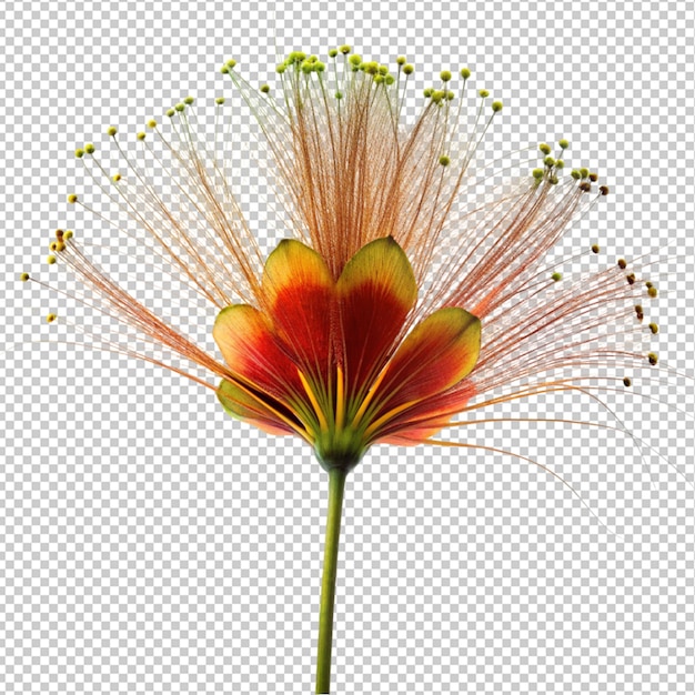 Peacock flower on transparent background