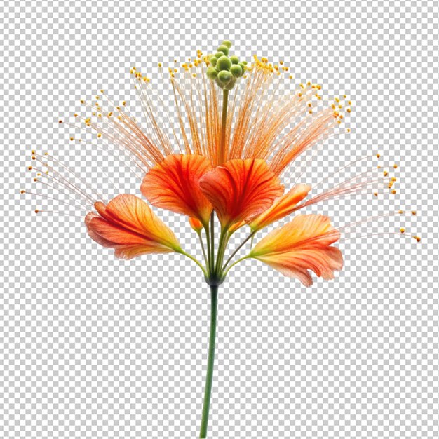 Peacock flower on transparent background