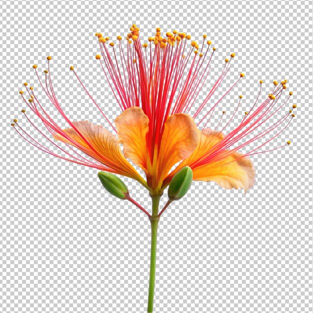 Peacock flower on transparent background