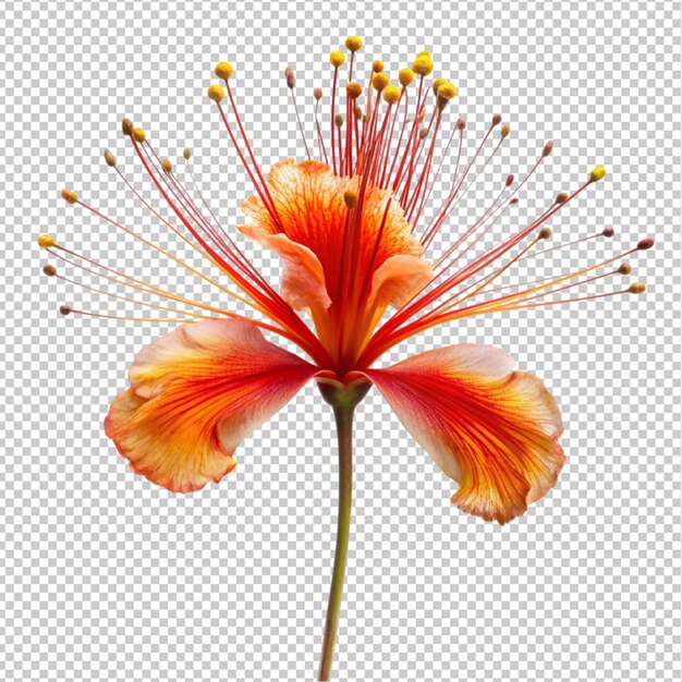 Peacock flower on transparent background