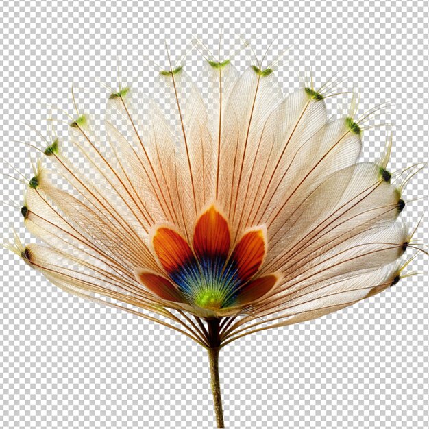 PSD peacock flower on transparent background