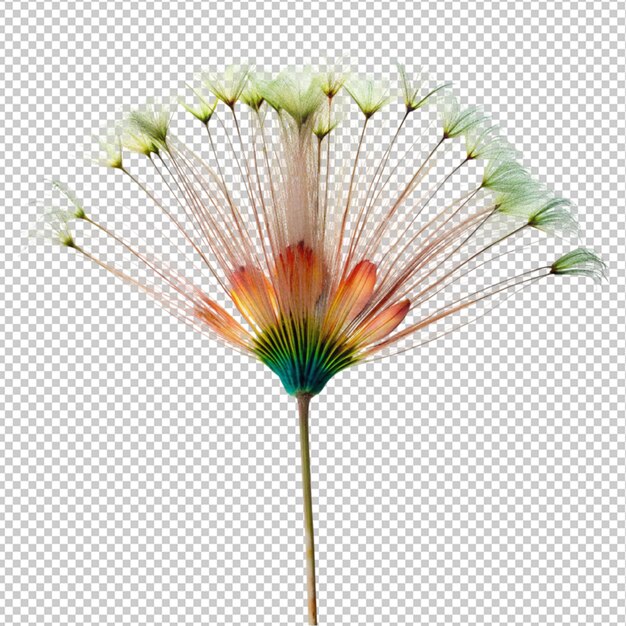 PSD peacock flower on transparent background