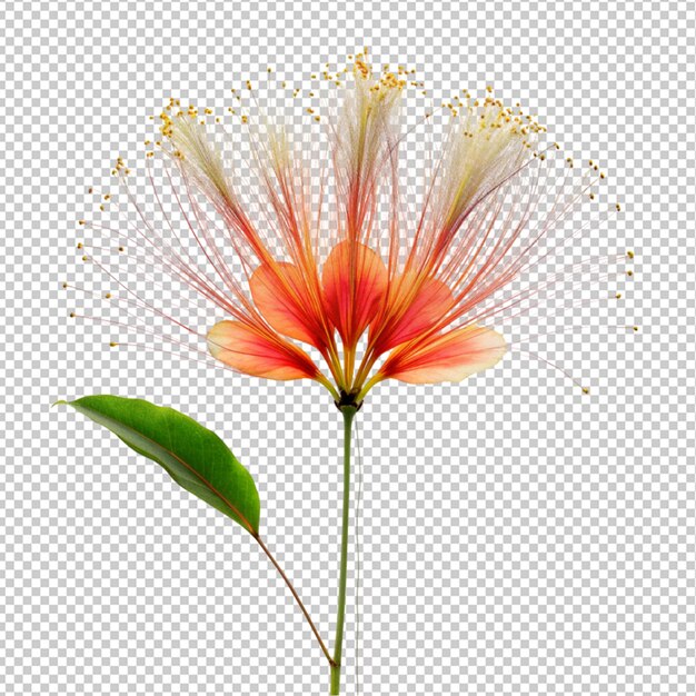 Peacock flower on transparent background