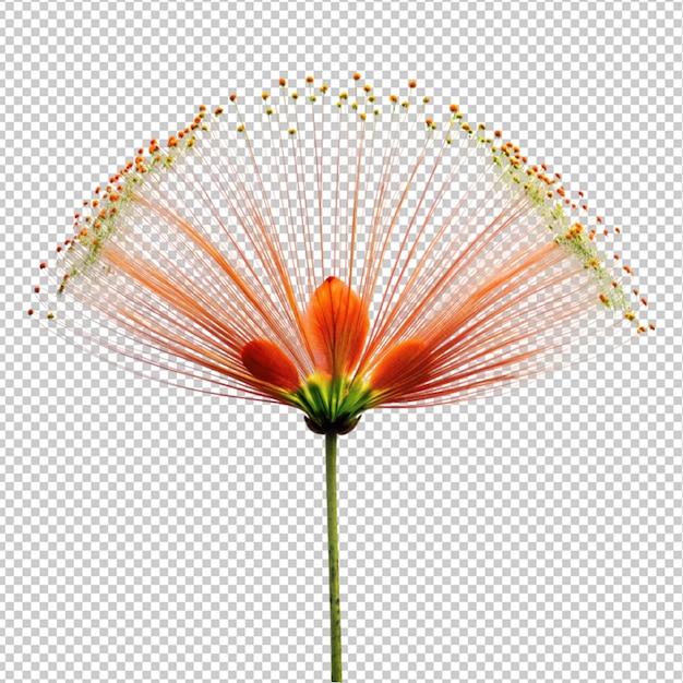 PSD peacock flower on transparent background