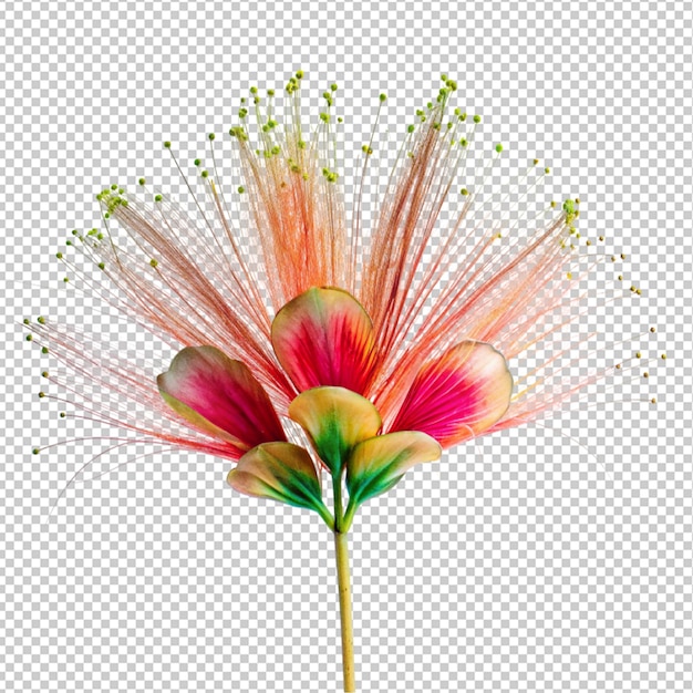 Peacock flower on transparent background