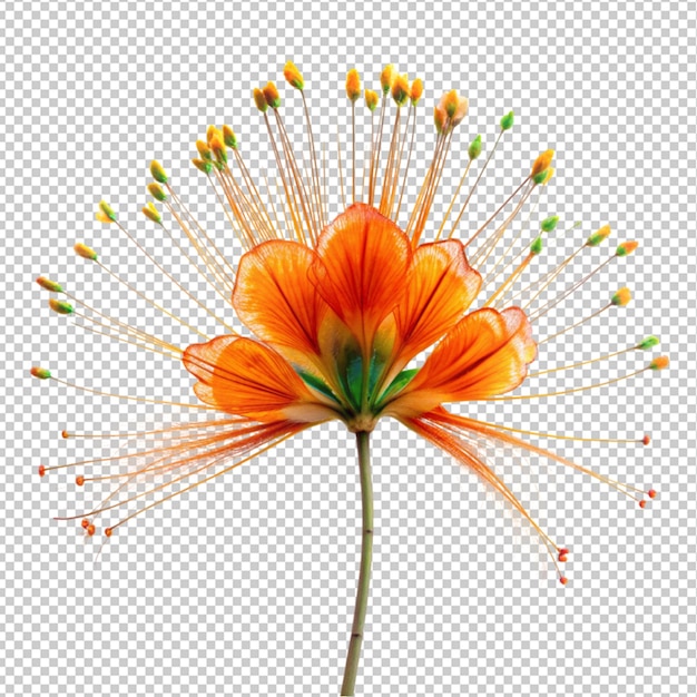 Peacock flower on transparent background