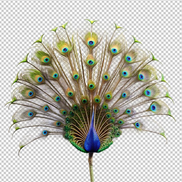 Peacock flower on transparent background