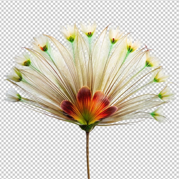 PSD peacock flower on transparent background