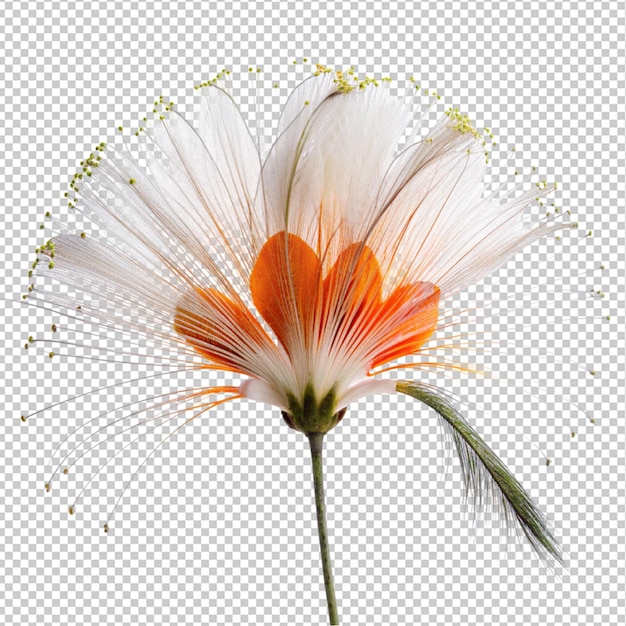 PSD peacock flower on transparent background