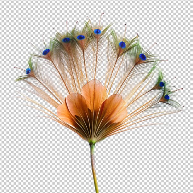 Peacock flower on transparent background