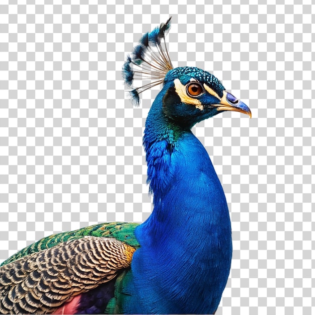 Peacock isolated on transparent background