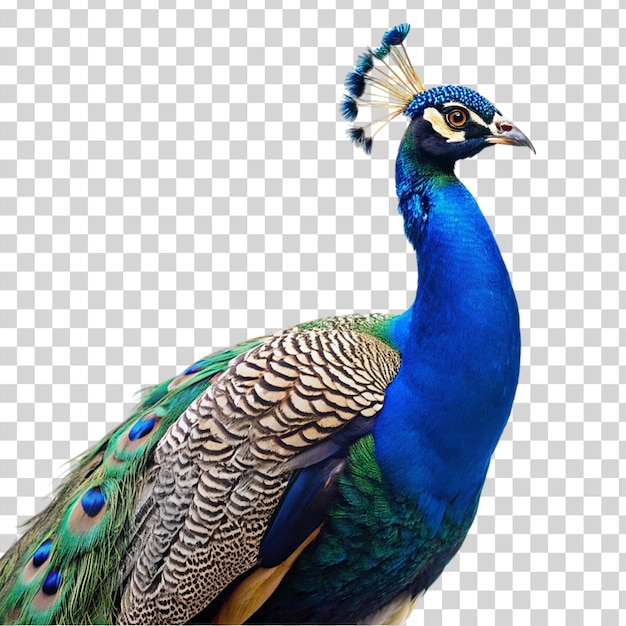 PSD peacock isolated on transparent background