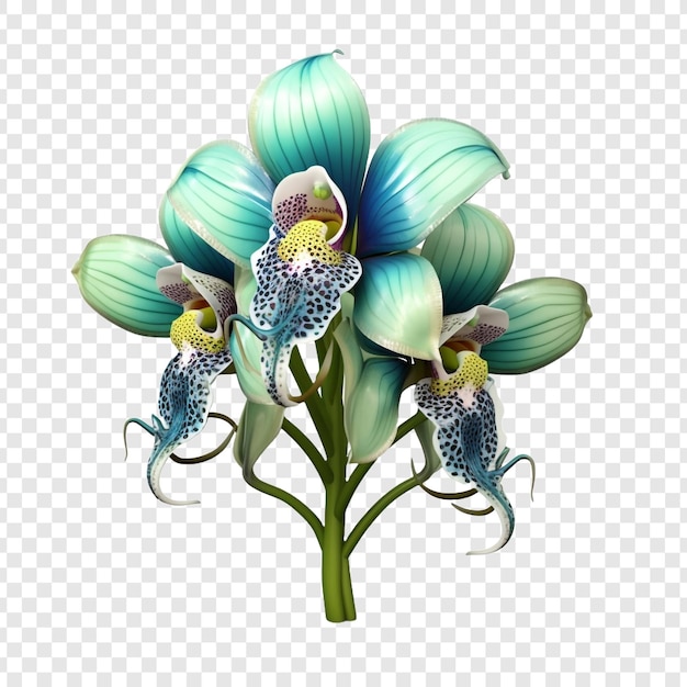 Peacock orchid flower png isolated on transparent background