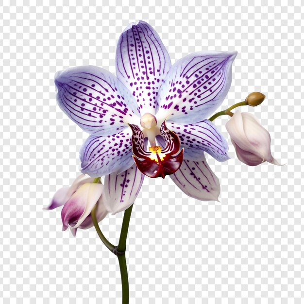 PSD peacock orchid flower png isolated on transparent background