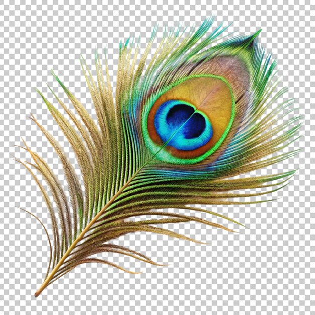 PSD peacock veren png