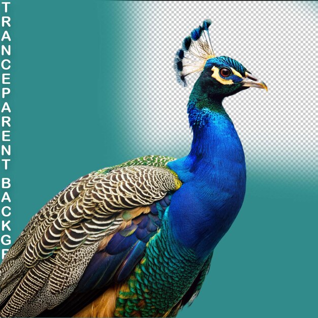 Peacock vogel op doorzichtige achtergrond