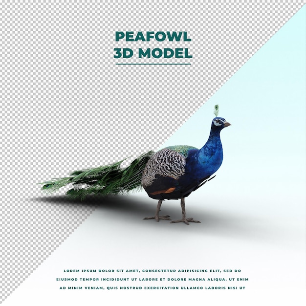 PSD peafowl