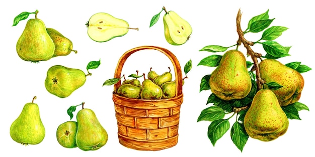 Pear in a basket pear with a leaf pears on a branch Set of watercolor illustrations