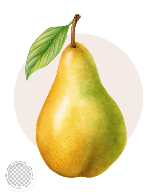 Pear fruit illustration with transparent background