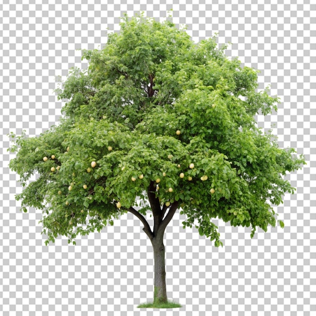 Pear tree isolated transparent background