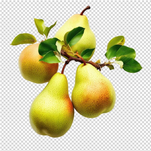 PSD a pear tree with a green leaf on it