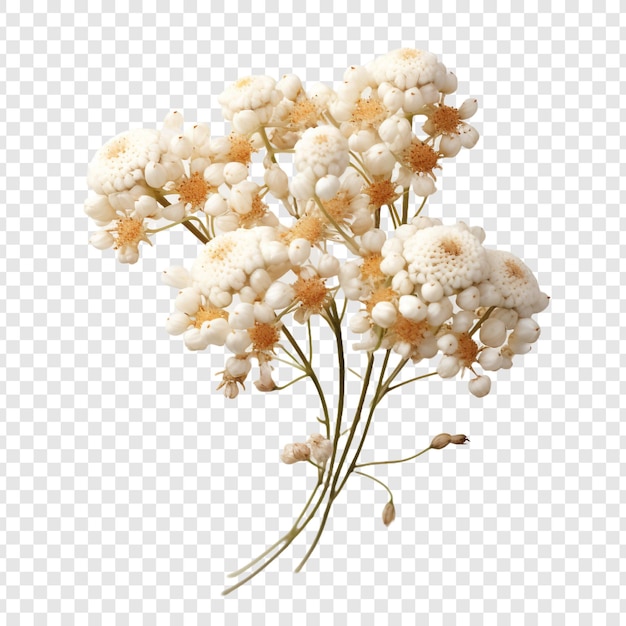 PSD pearly everlasting flower isolated on transparent background