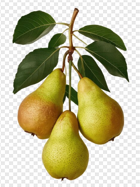 Pears on a branch with a leaf
