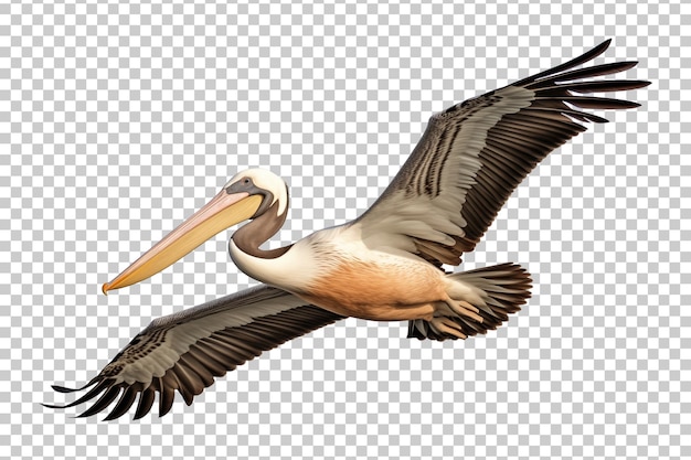 PSD pelican flying isolated on transparent background