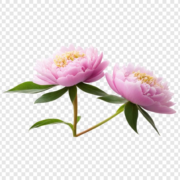 PSD peony flower isolated on transparent background