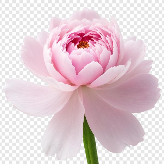 PSD peony flower png isolated on transparent background