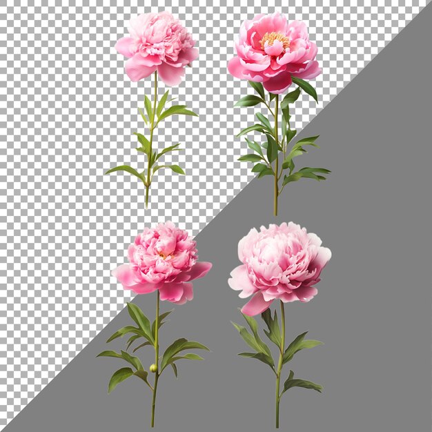PSD peony flower on transparent background ai generated