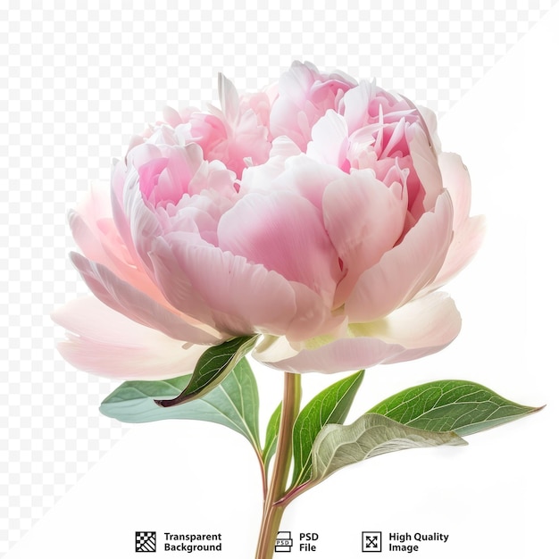 PSD peony flower on white isolated background closeup for design nature