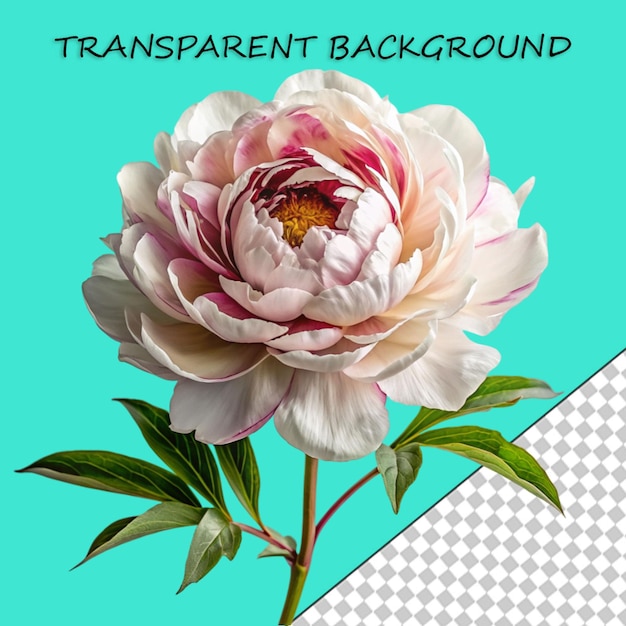 PSD peony flowers clip art vintage style white background