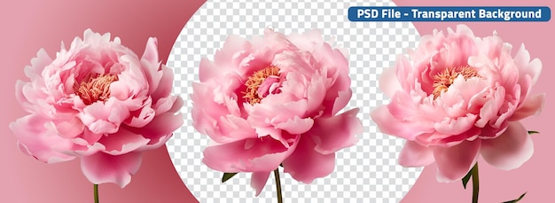 PSD peony flowers in pink a beautiful set
