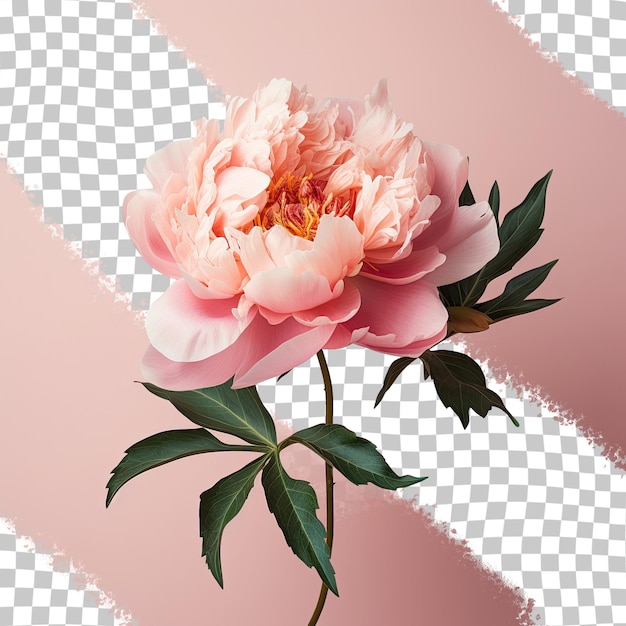 PSD peony isolated on a transparent background