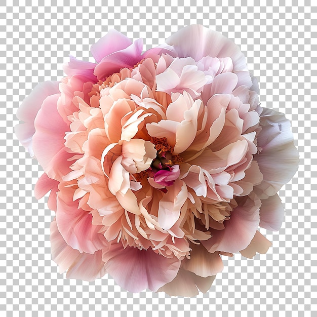 PSD peony png with transparent background