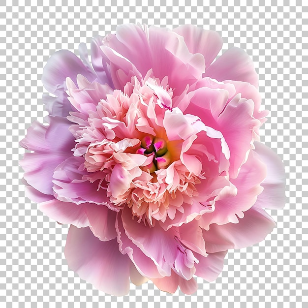 PSD peony png with transparent background