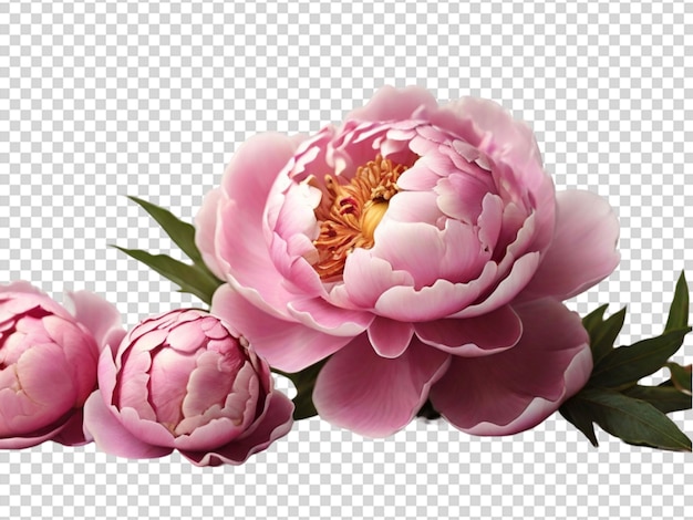 PSD peony on transparent background