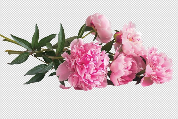 PSD peony white background isolated