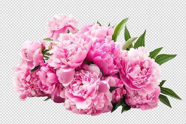 PSD peony white background isolated