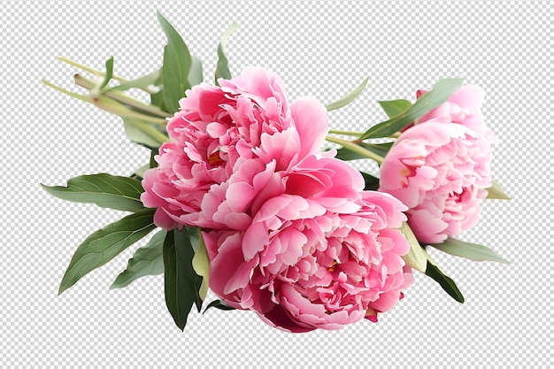 PSD peony white background isolated